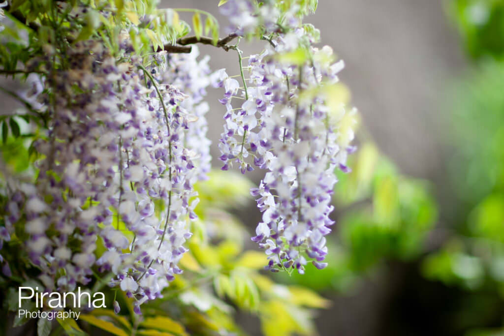 chelsea flower show Chelsea 1294