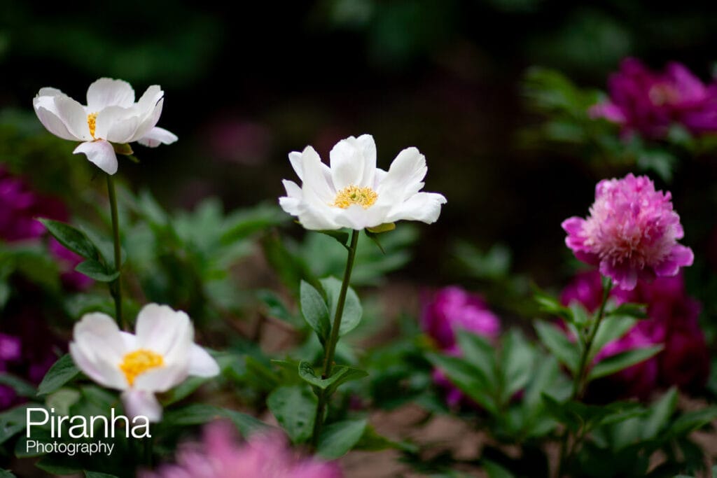 The best flowers photographed at Chelsea Flower Show in London.