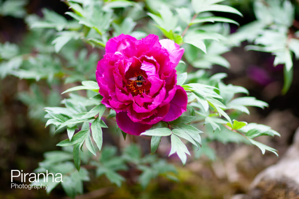 chelsea flower show Chelsea 1297