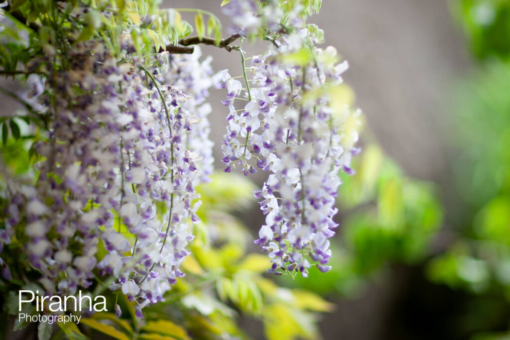 chelsea flower show Chelsea 1294