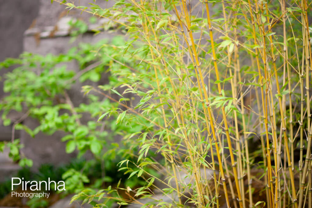 chelsea flower show Chelsea 1303