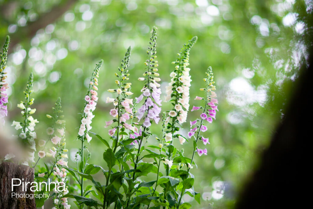 chelsea flower show Chelsea 1306