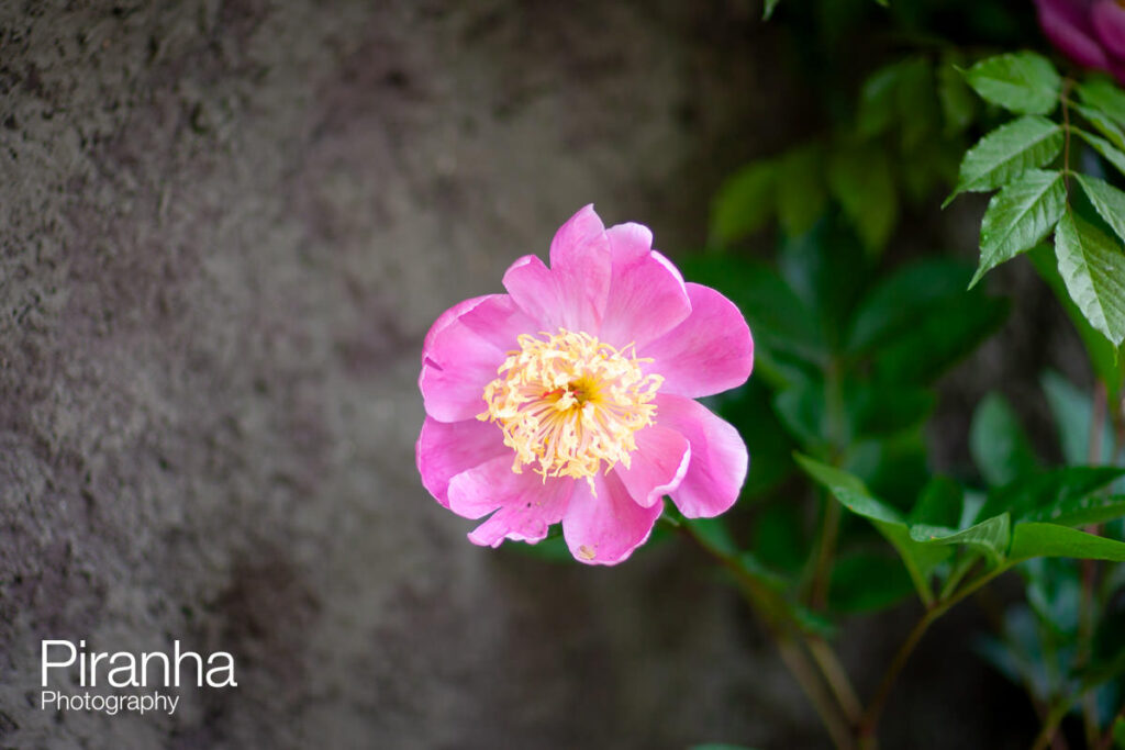 chelsea flower show Chelsea 1320