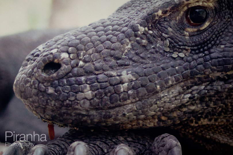 Party photography at London Zoo - Iguana