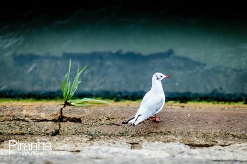 Photography of outside locations in Paris for corporate client.