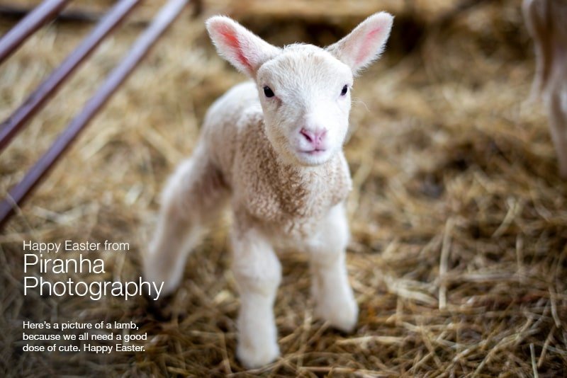 Photograph of lamb - Happy Easter image