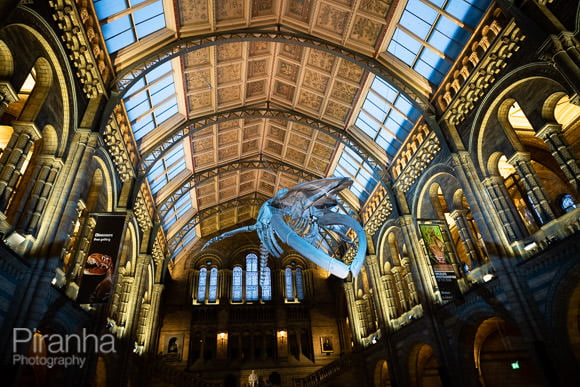 Main hall at Natural History Museum with Blue Whale skeleton