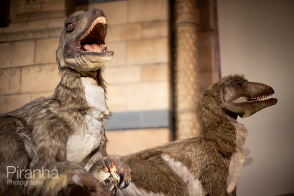Event Photography at The Natural History Museum in London 4 Dinosaurs exhibit photographed at museum by Piranha
