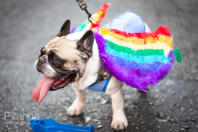 Photograph of Pride in London - a dog with rainbow wings