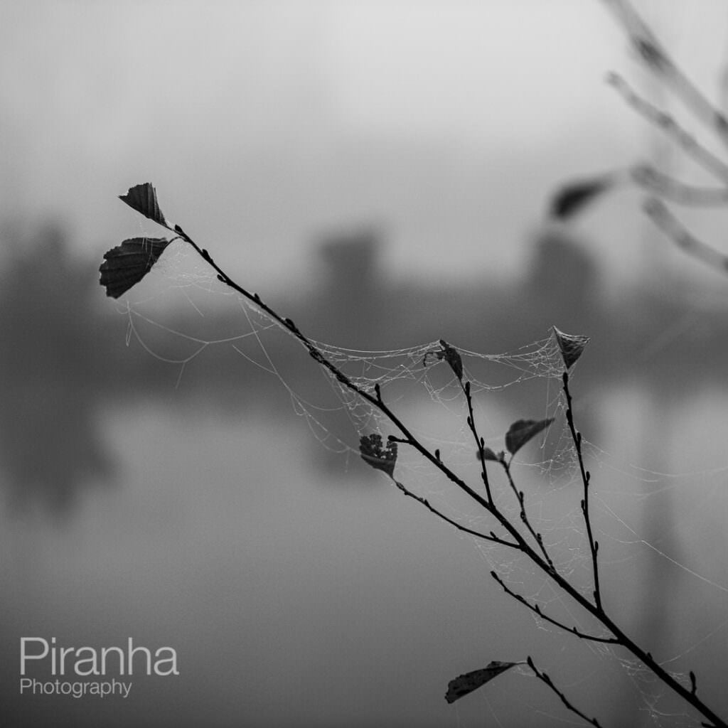 Black and white photograph of branch with spiders web - Oxford photograph