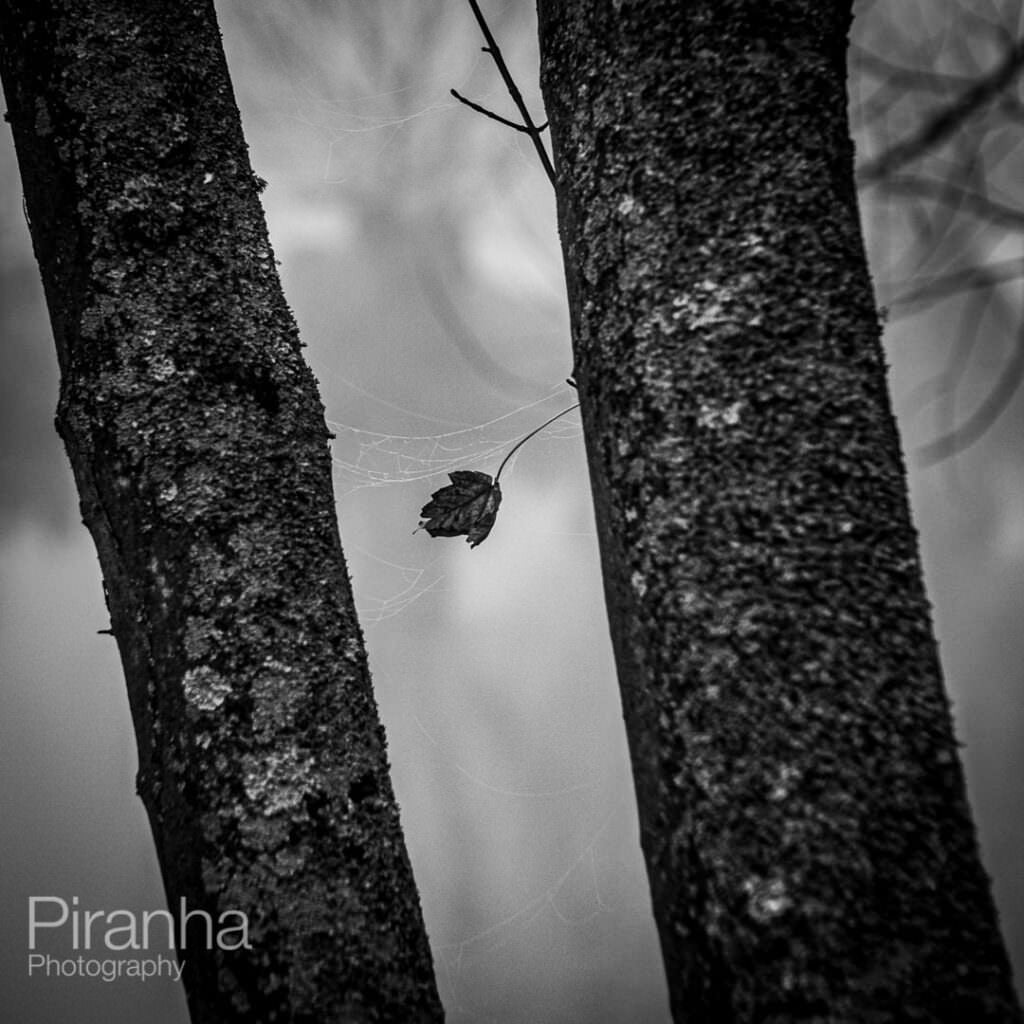Two trees photoraphed with spiders web and leaf between them