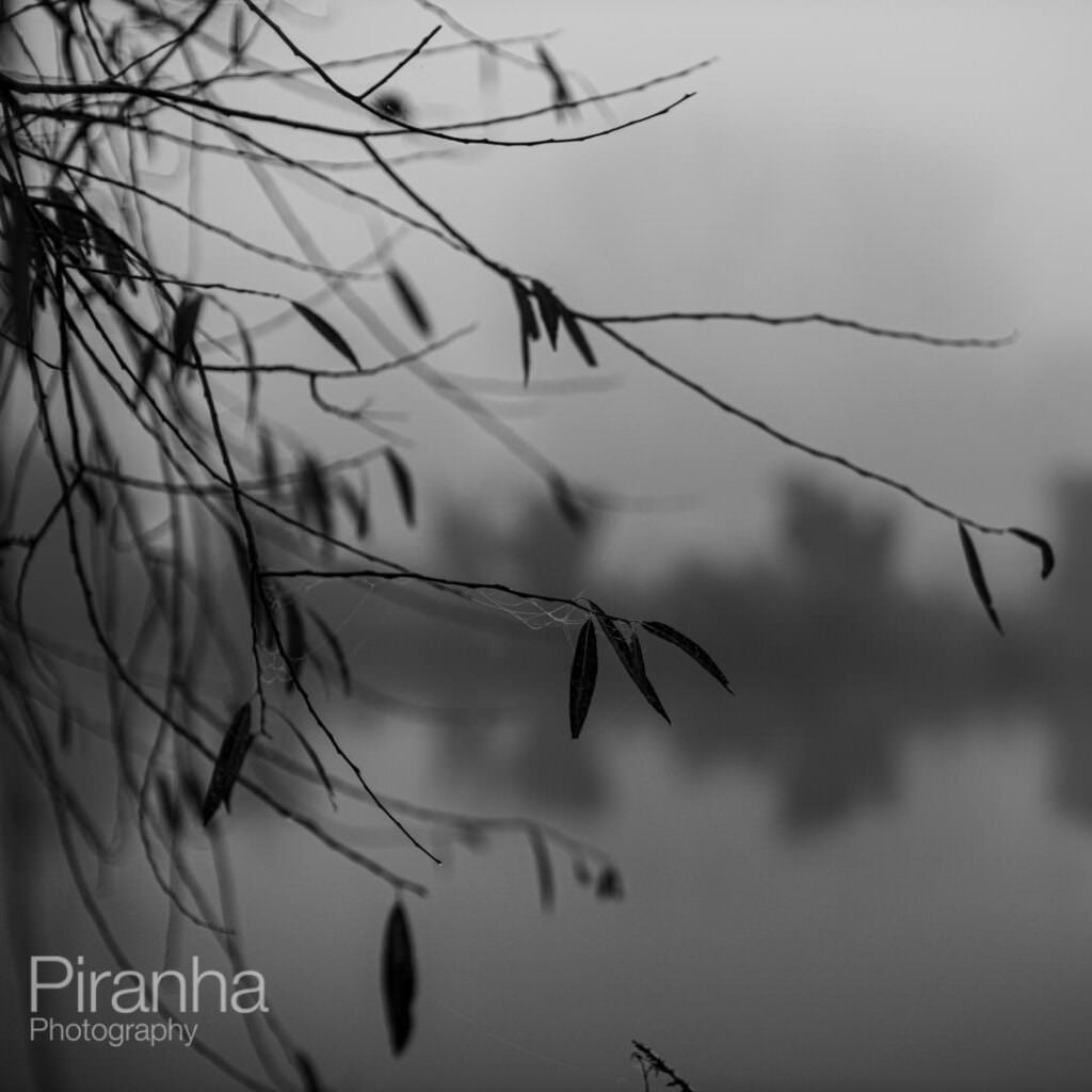 Photography of trees and canals in Oxford a cold and misty November morning during lockdown.