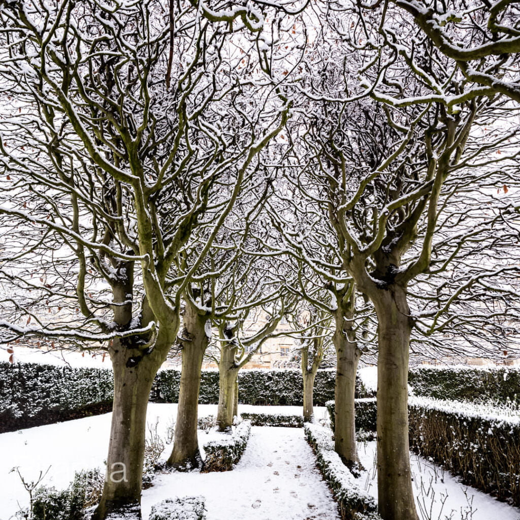 Snow on trees next to the Botanical Gardens in Oxford