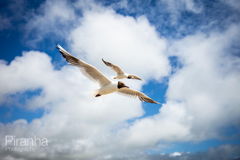 Gulls photographed on beach