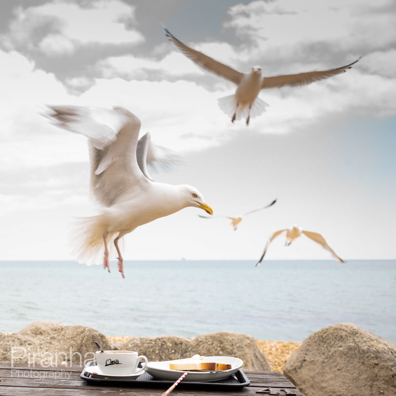 Photography of seagulls on the beach in Dorset
