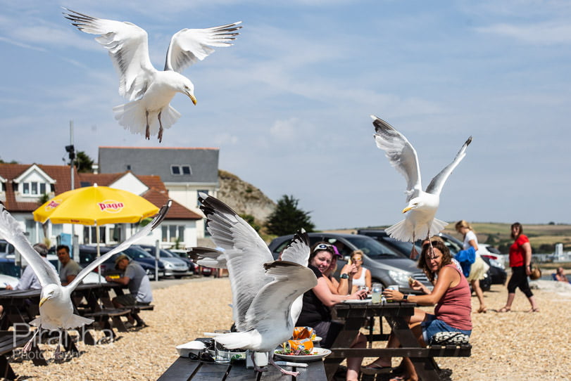 Seagulls photographed on Weymouth Beach