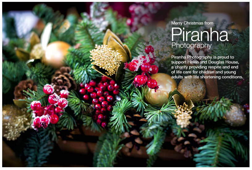 Christmas Card Piranha of Christmas tress at client's address - close up of branches