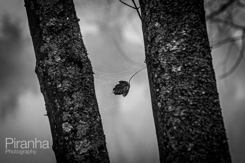 Black and white photograph of winter trees and leaf to produce creative photograph - creative Christmas photography.