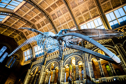 Event Photography, Natural History Museum London Event Photography at Natural History Museum London